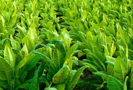 Стоит ли выращивать табак?